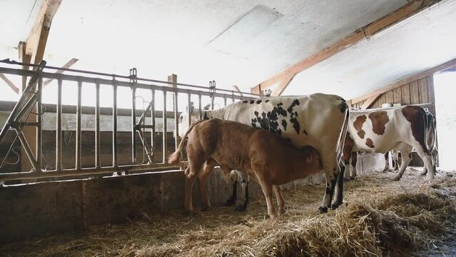 Petit veau limousin qui t&ecirc;te sa m&egrave;re dans une ferme en France