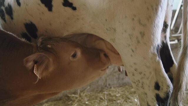Gros plan sur la t&ecirc;te d'un petit veau limousin qui t&ecirc;te sa m&egrave;re dans une ferme en France