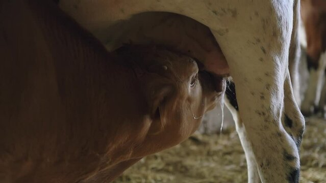 Gros plan sur la t&ecirc;te d'un petit veau limousin qui t&ecirc;te sa m&egrave;re dans une ferme en France