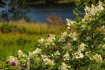White hydrangea flowers in the garden. Green bush leaves on a summer day