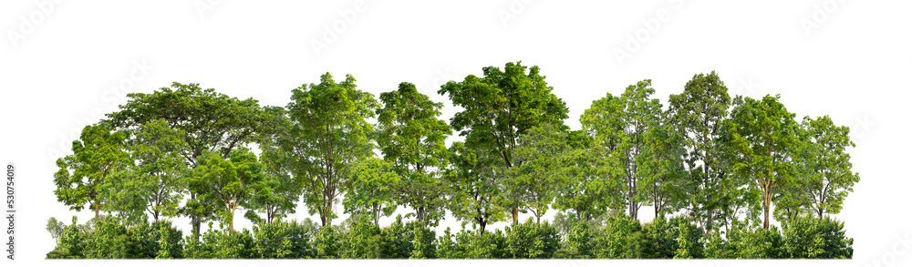 Poster Green trees isolated on transparent background forest and summer foliage for both print and web with cut path and alpha channel