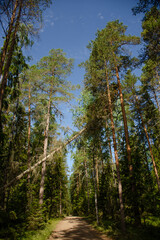 Vertical photo of a summer forest, a fallen tree over a dirt road. Travel concept