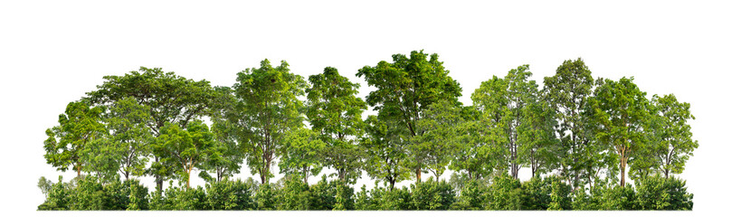 Green trees isolated on transparent background forest and summer foliage for both print and web with cut path and alpha channel - Powered by Adobe