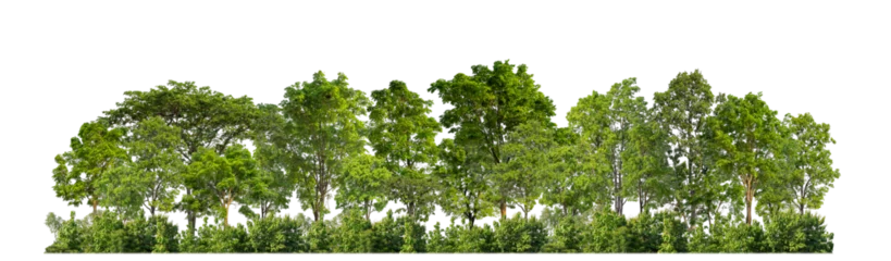 Fototapeten Green trees isolated on transparent background forest and summer foliage for both print and web with cut path and alpha channel © Sarawut