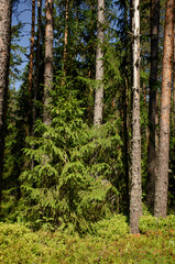 Obraz premium Beautiful green spruce in the summer forest. Vertical photo of a beautiful background