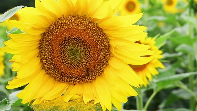 Gros plan sur une abeille qui butine une fleur de tournesol
