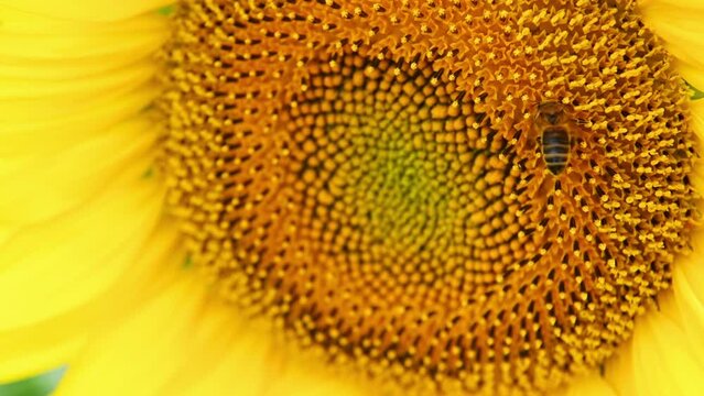 Gros plan sur une abeille qui butine une fleur de tournesol