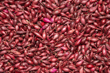 Background of red onion sowing close-up.
