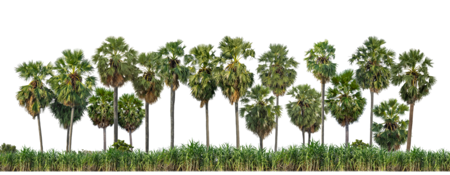  Sugar plam tree isolated on transparent .background  for both print and web with cut path and alpha channel