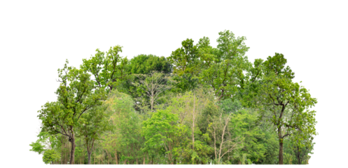 Green trees isolated on transparent background forest and summer foliage for both print and web with cut path and alpha channel