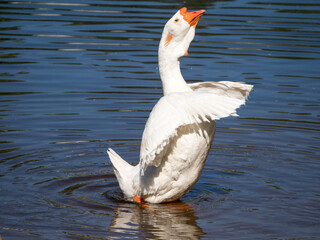 white goose in blue water