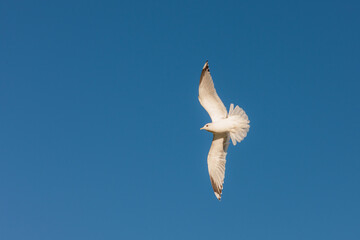 white seagull in flight
