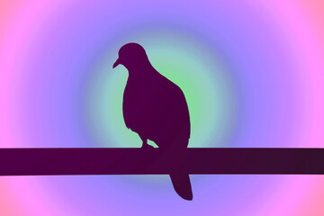 Silhouette of a Zebra Dove perching on the fence against gradient pastel radial backdrop