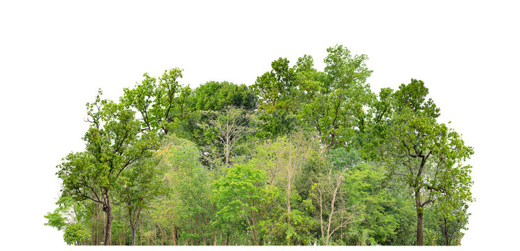 Green trees isolated on transparent background forest and summer foliage for both print and web with cut path and alpha channel