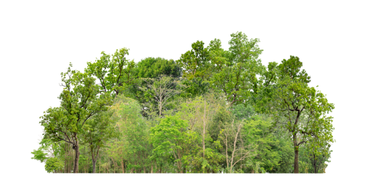 Green trees isolated on transparent background forest and summer foliage for both print and web with cut path and alpha channel