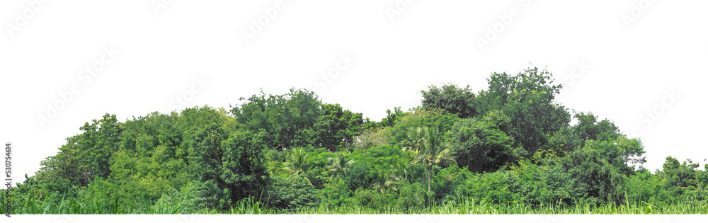 Aufkleber Green Trees on transparent background. are Forest and foliage in summer for both printing and web pages with cut path and alpha channel