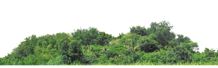 Green Trees on transparent background. are Forest and foliage in summer for both printing and web pages with cut path and alpha channel