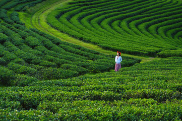 Asia Women looking at the view Choui Fong Tea Plantation Viewpoint, Tea Plantation, Chiang Rai Province, Thailand.