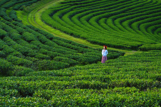 Asia Women looking at the view Choui Fong Tea Plantation Viewpoint, Tea Plantation, Chiang Rai Province, Thailand.