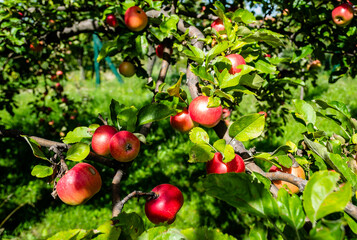 Canopy of an apple tree with ripe red fruits. Apple tree with ripe red fruits. Ripe apple fruits in the crown of the tree ready for picking.