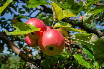 Canopy of an apple tree with ripe red fruits. Apple tree with ripe red fruits. Ripe apple fruits in the crown of the tree ready for picking.