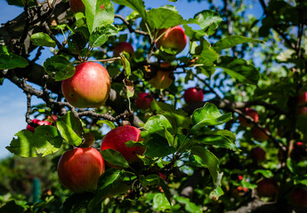 Canopy of an apple tree with ripe red fruits. Apple tree with ripe red fruits. Ripe apple fruits in the crown of the tree ready for picking.