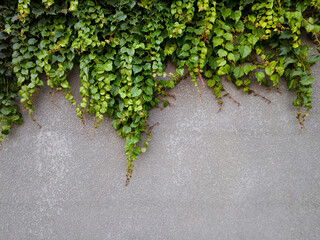 Green ivy leaves on a gray wall