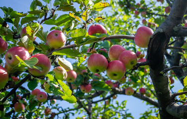 Canopy of an apple tree with ripe red fruits. Apple tree with ripe red fruits. Ripe apple fruits in the crown of the tree ready for picking.