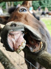 
a horse goes completely nuts and makes faces