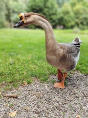 a beautiful quite waddles here so long