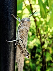a grasshopper in croatia is just chilling