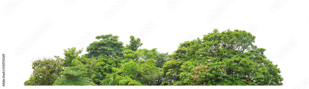 Aufkleber Green Trees on transparent background. are Forest and foliage in summer for both printing and web pages with cut path and alpha channel