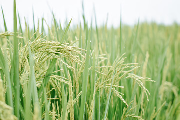 It is at this time that the rice will begin to fill its grains, starting with a white liquid that will fill in each grain. Every day the grain will become more dense and hardened.
