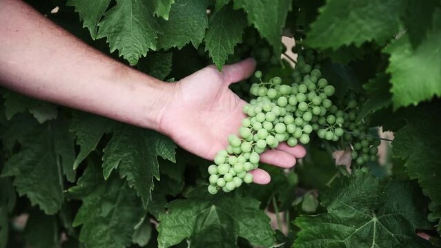 Un viticulteur prend dans sa main une grappe de raisin encore sur la vigne