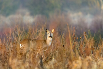 The roe deer in the meadow