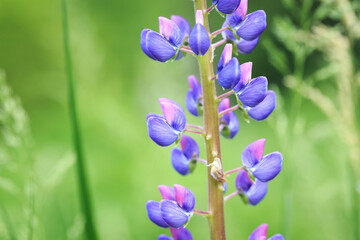 Lupinus polyphyllus lupine flowers in bloom close up. Lupine purple flower. Wild plant in sunlight in the garden.