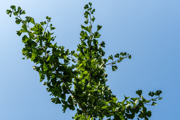 Ginkgo tree (Ginkgo biloba) or ginkgo with bright green leaves on branches against blue summer sky. Selective close-up. Fresh wallpaper nature concept. Place for your text