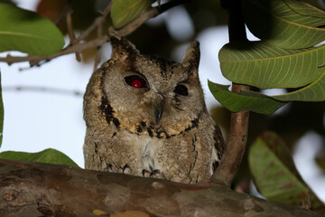 closeup of an owl sitting on a tree between the branches