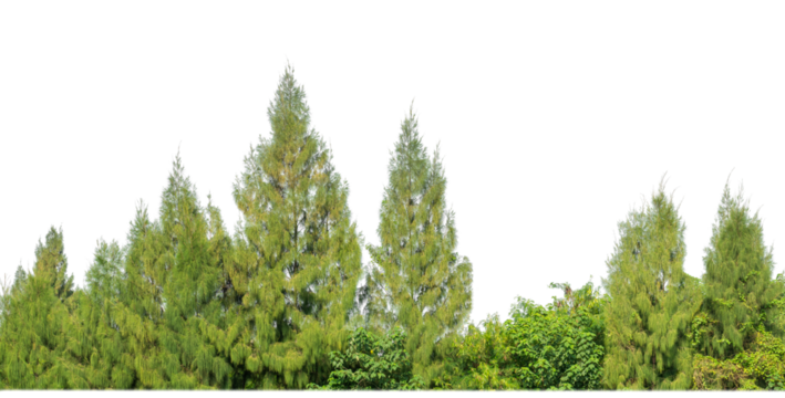Green Trees on transparent background. are Forest and foliage in summer for both printing and web pages with cut path and alpha channel