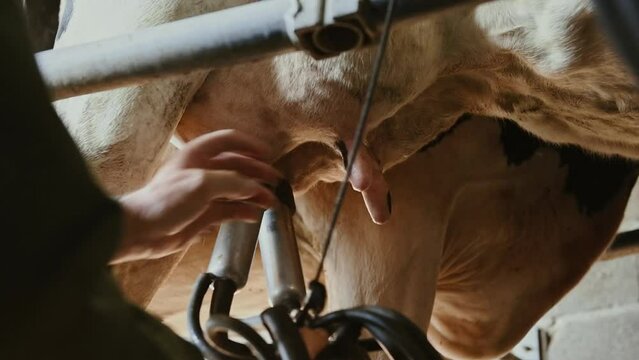Gros plan sur la mamelle d'une vache en salle de traite avec les mains de l'agriculteur