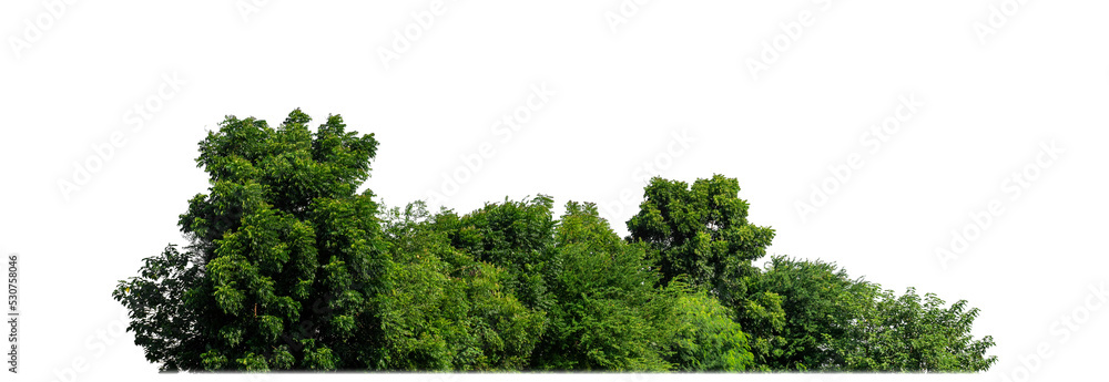 Aufkleber Green Trees on transparent background. are Forest and foliage in summer for both printing and web pages with cut path and alpha channel