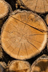 Close-up of firewood piled up to dry in sun. Oak firewood is sawn into stumps and stacked. Alternative and cheap fuel for the stove instead of gas. Texture of oak stumps on cut.