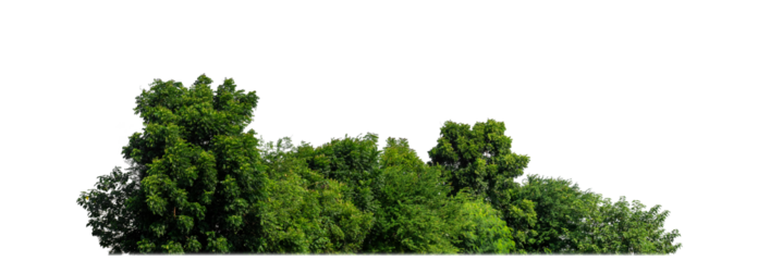 Green Trees on transparent background. are Forest and foliage in summer for both printing and web pages with cut path and alpha channel