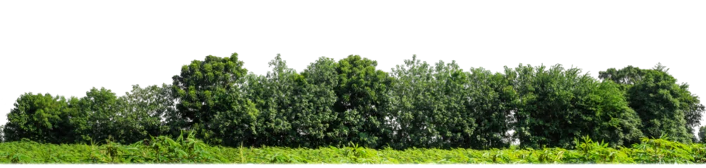  Green Trees on transparent background. are Forest and foliage in summer for both printing and web pages with cut path and alpha channel © Sarawut
