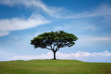 Fototapeta na wymiar big tree isolated on grass hill with blue sky