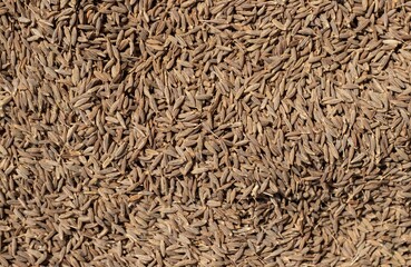 Top View of Dry Cumin Seeds or Jeera Heap in Horizontal Orientation