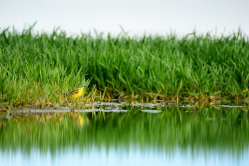 Obraz premium Western yellow wagtail over small pond on the field