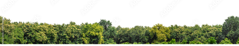 Poster Green Trees on transparent background. are Forest and foliage in summer for both printing and web pages with cut path and alpha channel