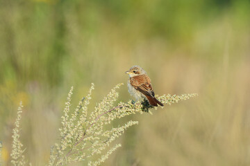 red-backed shrike perched on the plant. Shallow focus.