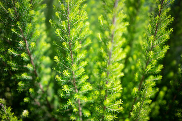 Tree heath background. Erica arborea or tree heather evergreen shrub